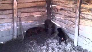 Nlt Trening, Divlja Svinja