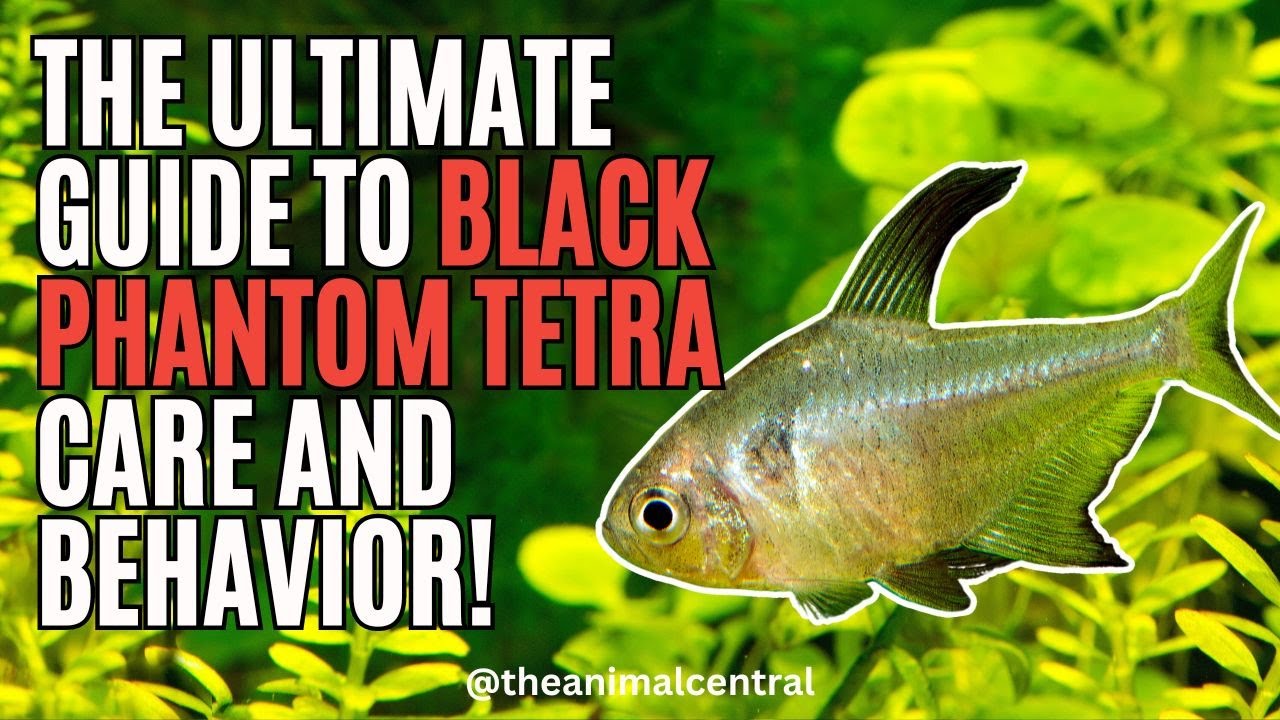 The Ultimate Guide to Black Phantom Tetra Care and Behavior