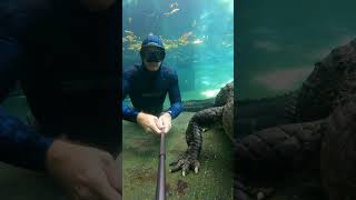 Information Gator attack underwater, what should you do! #gator #alligator News