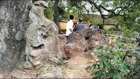 Cây giã hương nghìn năm tuổi tại xã Tiên Lục huyện Lạng Giang tỉnh Bắc Giang