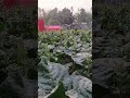 tamak khet #shortsviral #video #highlight