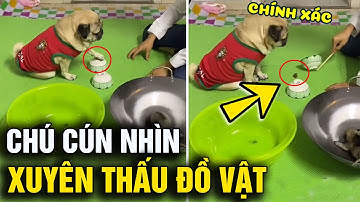 Xuất hiện chú cún nhìn 