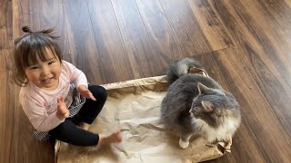 米袋の争奪戦に勝利する猫 ノルウェージャンフォレストキャットA cat that wins the battle for rice bags. Norwegian Forest Cat.