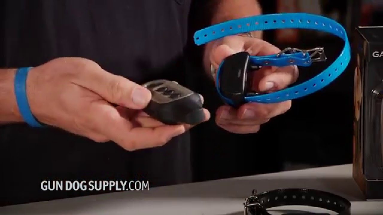 "Adding a Dog Collar" Gun Dog Supply (Product Demo)