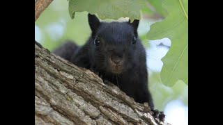 Proverbs 22:13 - Squirrels ate my homework.