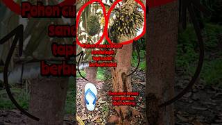 Kena Kangker Batang Masih Aja Mau Berbuah Lebat