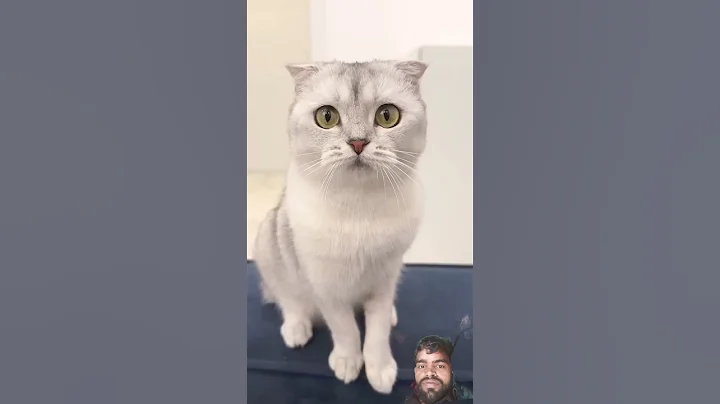 Watch the video about Sonya cats 🐈🐈 #cat #cats