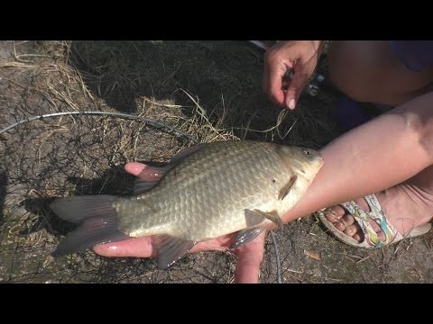 ловля сазана карася с лодки в камыше