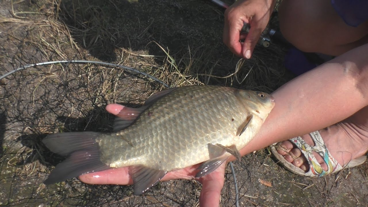 Рыбалка. Ловля с лодки в камышах. My fishing.