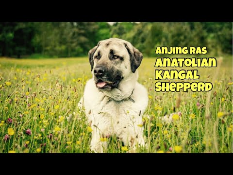 Video: Anjing Gembala Anatolia Jenis Anjing Hypoallergenic, Kesehatan Dan Umur