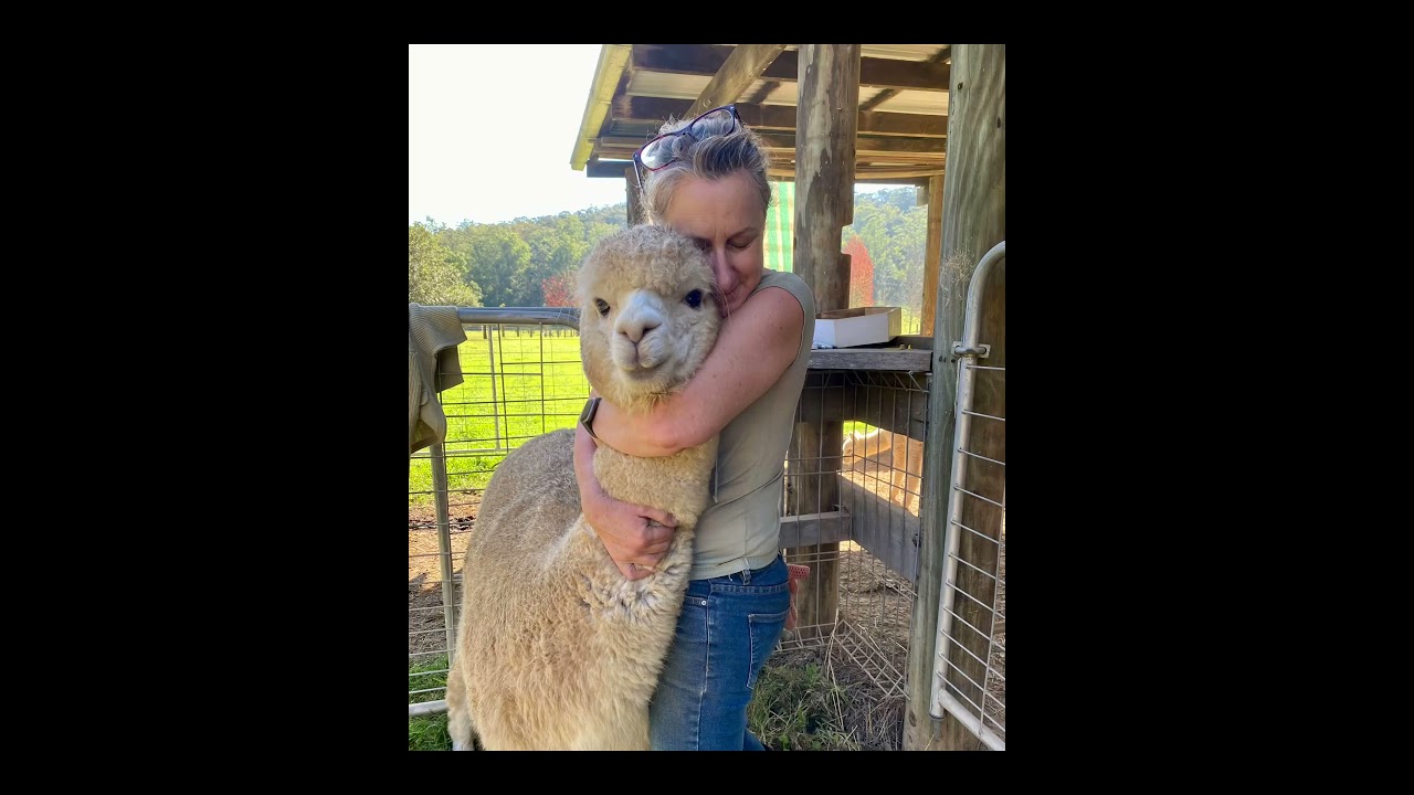Alpacas in the Hunter Valley by Daniela of Little Valley Farm