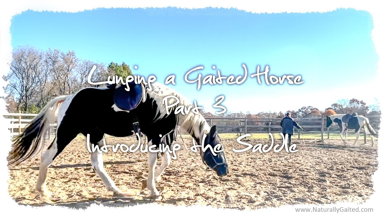 Lunging a Gaited Horse (Part 3) Introducing the Saddle GaitedHorse