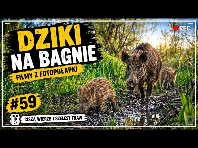 Początek czerwca na bagnie | Najlepsze ujęcia | Filmy z fotopułapki odc. 59