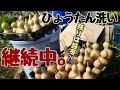 秋のひょうたん作業。収穫から水漬け、洗いまで【自給生活北海道ぐるりの暮らし】#112　主に、ひょうたんランプ用のひょうたんを9月から１１月にかけて処理しています。