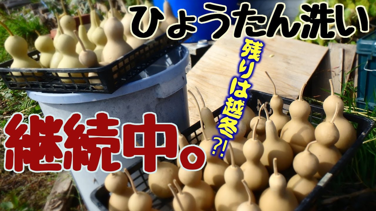 秋のひょうたん作業。収穫から水漬け、洗いまで【自給生活北海道ぐるりの暮らし】