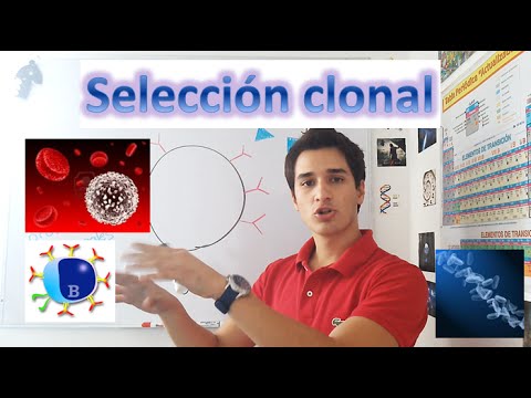 Video: ¿Las células b se someten a selección clonal?