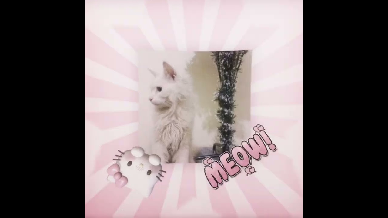 MeowMeow X Edit Zizi Millo ✍️ 