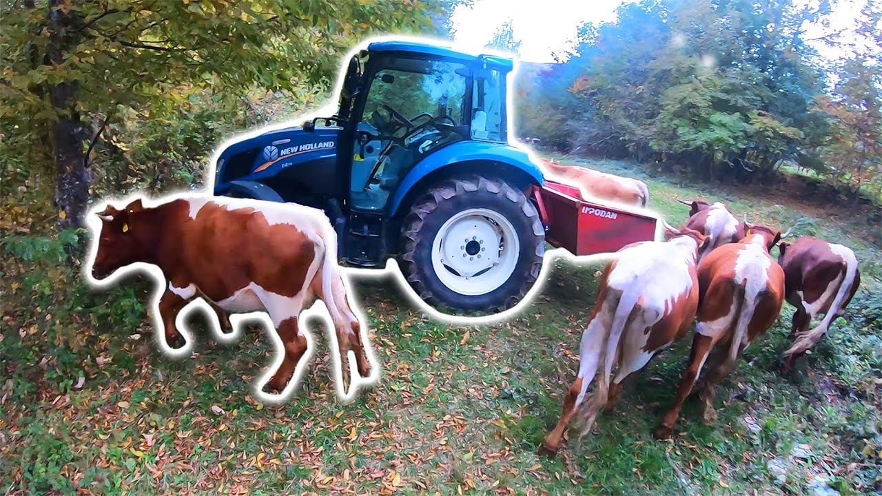 Farmers POV - Checking The Fance Line & Moving Cattle | New Holland T4.75