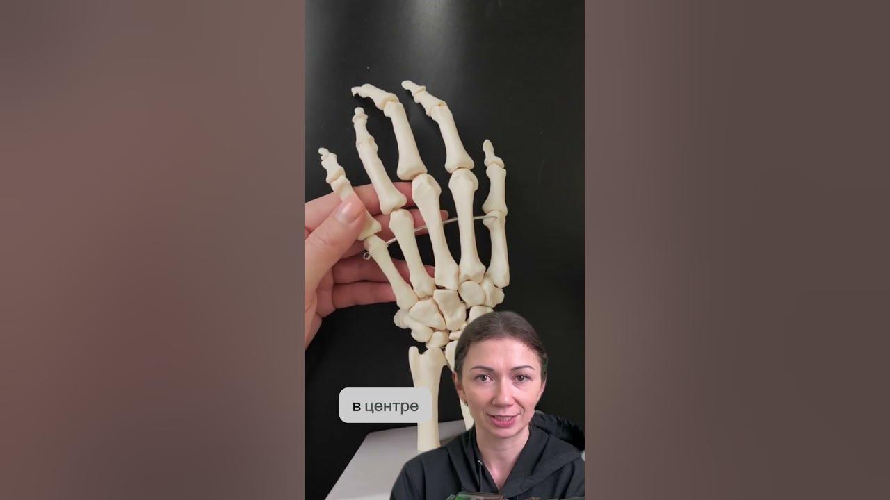 Человеческая кисть скелет
