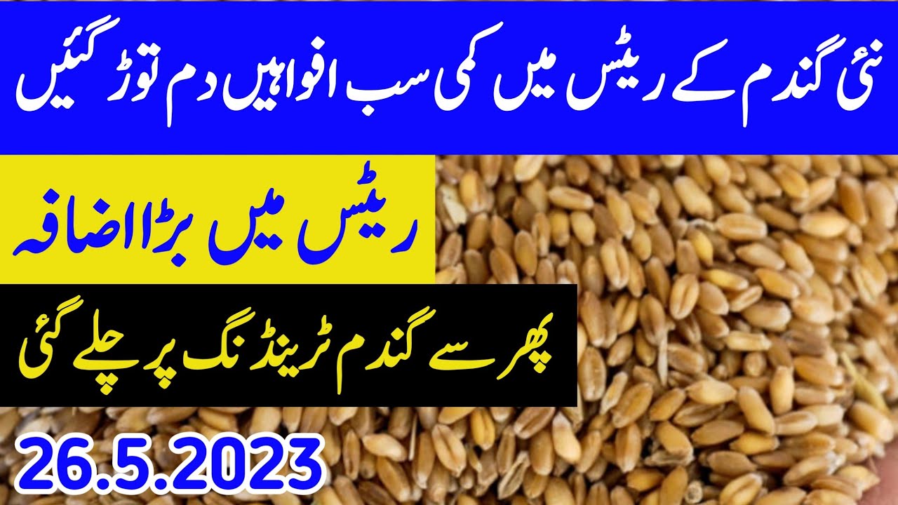 Wheat Rate Today Punjab 2023 YouTube wheat-rate-today-punjab-2023-youtube