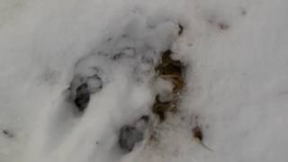 Giant Deer Prints!?