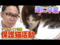【のりしおとお別れ①】猫おじさんが最長9か月預かった保護猫のりといよいよお別れの時が!?【サンシャイン池崎】