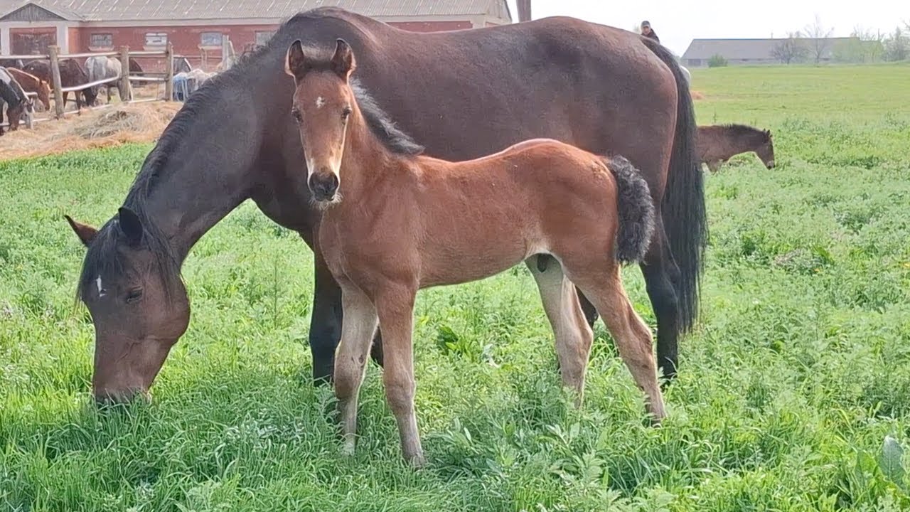 Grazing season is in full swing  Part 2