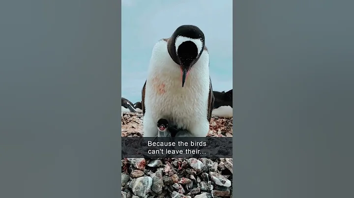 Penguins shoot poop  🐧 💩