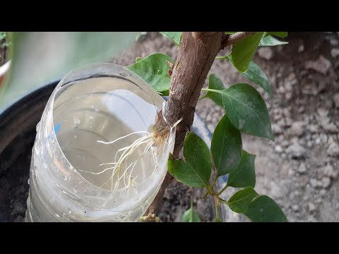 Tried to breed Bougainvillea in water | how to grow bougainvillea / agri cambo /