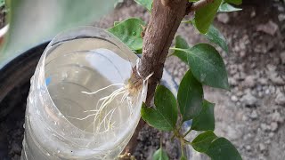 Download Lagu Tried to breed Bougainvillea in water | how to grow bougainvillea / agri cambo / MP3