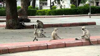 Monkeys in Ranakpur, India, 1-3-2011.AVI