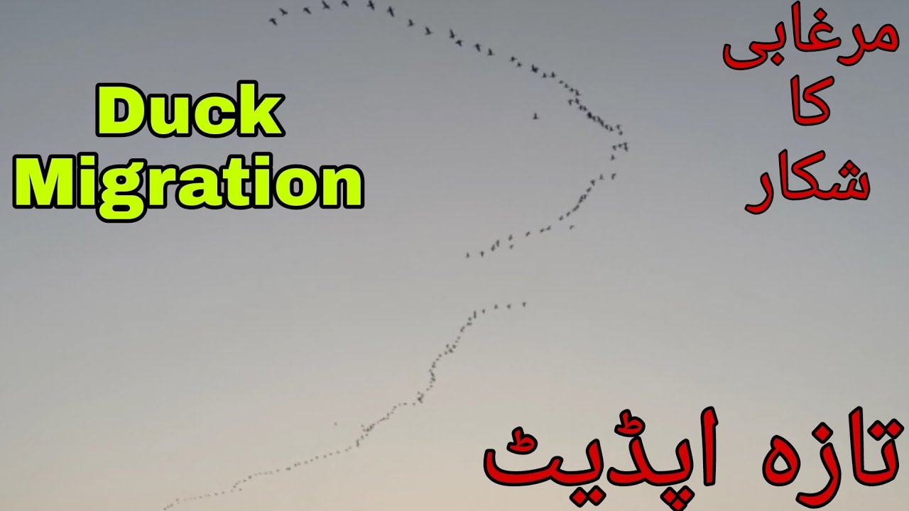 Duck Migration | Duck Hunting in Pakistan 2021 | Waterfowl Hunting | Hunting and Fishing Hassan Zeb