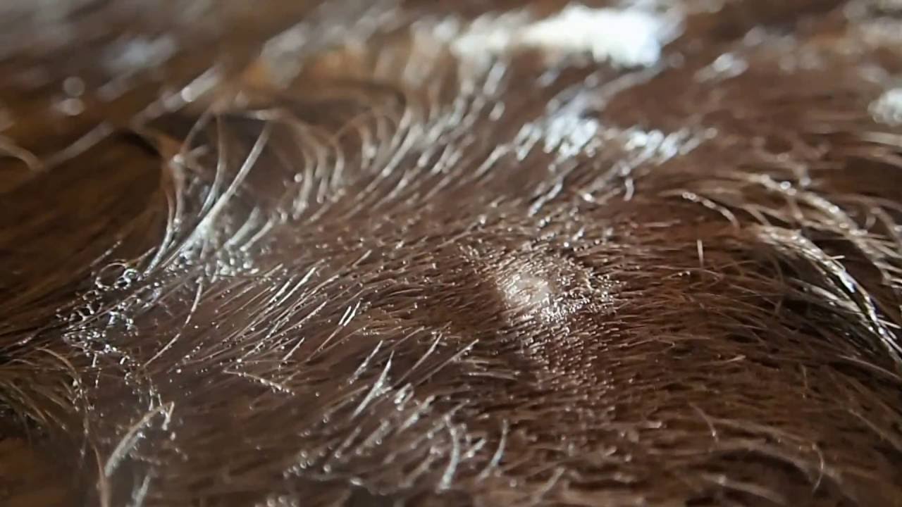 Equine skin problem, what is this? YouTube