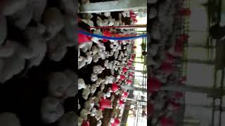 Broiler Open Shed Celling Fan Convert Stand Fan..