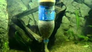 This is a quick and efficient way to clean pool filter sand for the
aquarium. central florida aquarium society website:
http://www.cflas.org facebook: http:/...