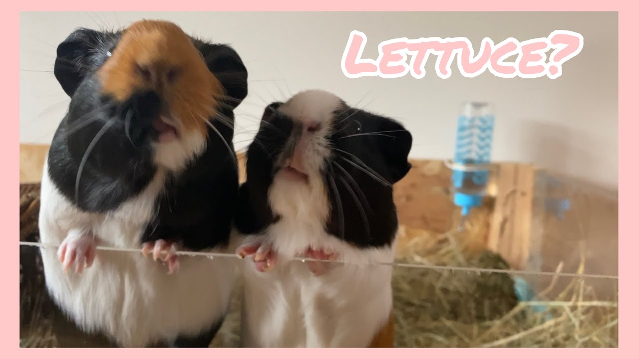 Guinea Pigs Excited For Lettuce YouTube