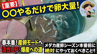 【重要】○○やるだけで卵大量！メダカ産卵シーズン本番前に必ずやるべき事！メダカのビオトープ