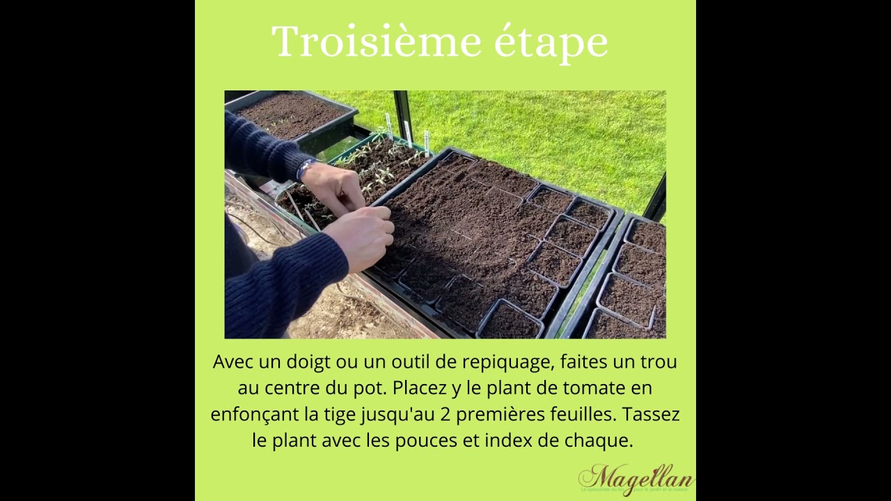 Comment repiquer vos semis de Tomates !