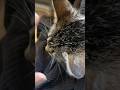 Ah it’s always my left hand too #cats #shorts #fyp #wet #tabbycat #shortvideo #pets