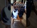 Biggs and Tiny are in with the latest celebrity gossip, kind of... #funnycatvideos #tinyandbiggs