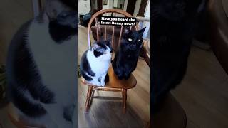 Biggs and Tiny are in with the latest celebrity gossip, kind of... #funnycatvideos #tinyandbiggs