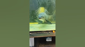 Trắm đen ăn Ốc