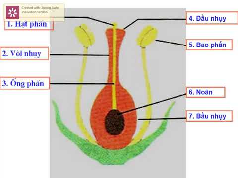 Lớp 5 - Khoa học - Bài: Sự sinh sản của thực vật có hoa (tiết 2)