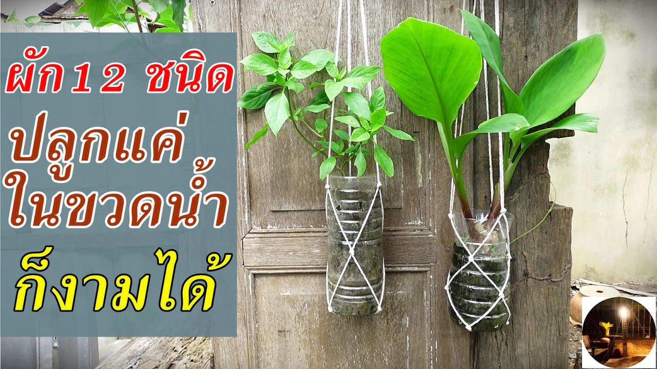 ผัก12 ชนิดที่ปลูกในขวดน้ำแล้วโตได้จริง #สวนผักหลังบ้าน