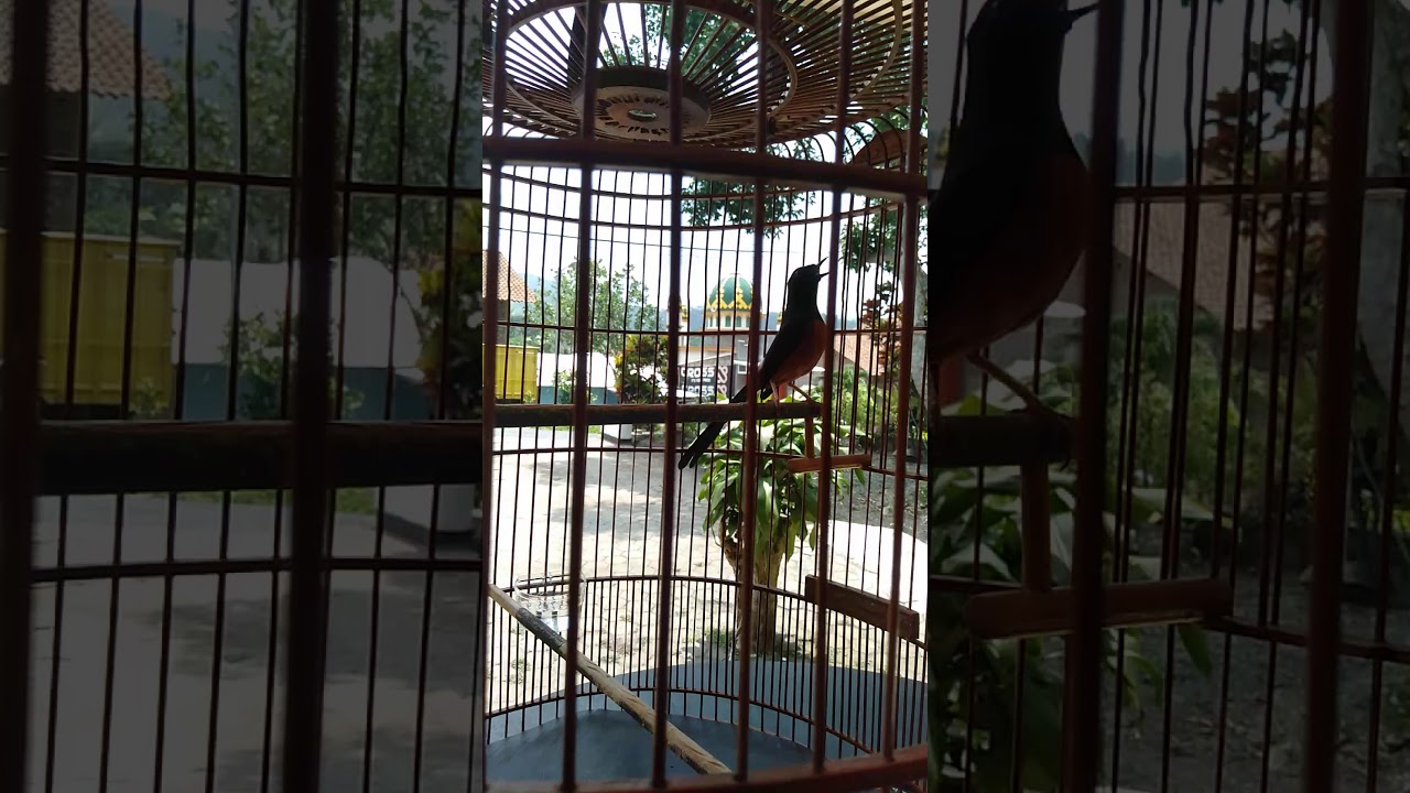Murai ekor hitam menghantam 
