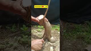 Belah Batang Asam Jawa #bonsai #asamjawa #bonsaitree #satisfying #tamarind #nature #tanaman #birds