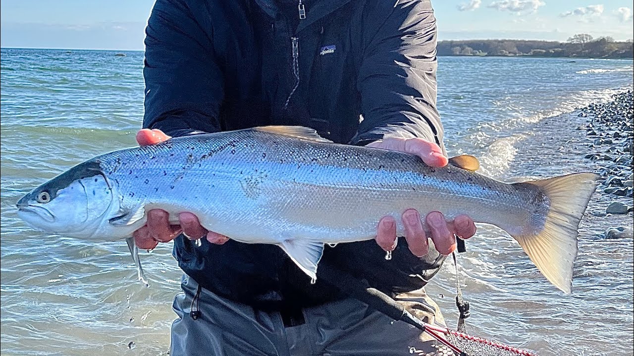Havørredfiskeri på Møn - Dag 1: Drømmen om den store havørred gik i opfyldelse