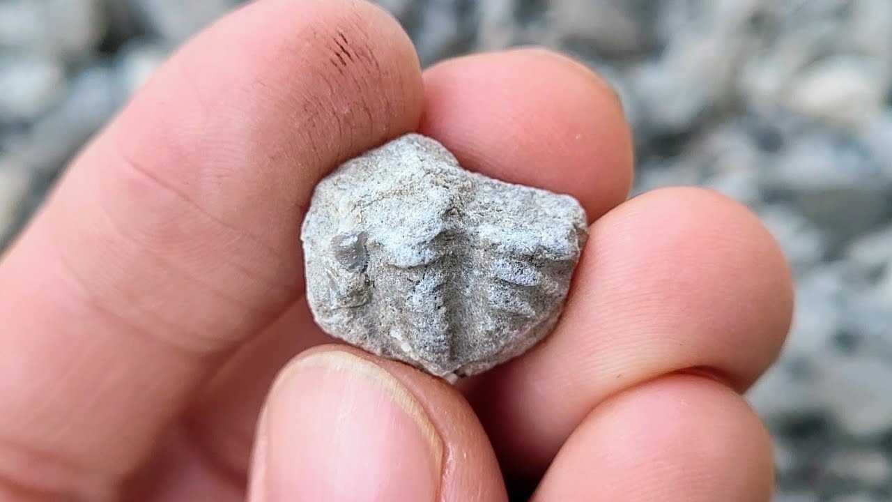 Fossil Hunting At Limestone Park! This World Is Beautiful! YouTube