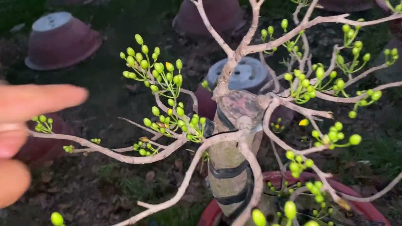 Ngày thứ 6 sau khi lặt lá giống giảo zin tân châu hông bự của vườn mai hiếu nguyễn 0337140420