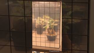 【100均】で作る！【簡易温室】の作り方！詳しい説明と作り方は動画を見てね！#100均 #diy #ダイソー #温室 #簡易温室 #作り方 #おすすめ #おすすめにのりたい #植物のある暮らし